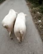 Image result for Pig Meme