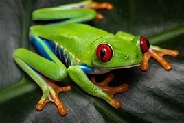 Image result for Tree Frogs