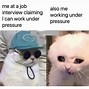 Image result for 1080x1080 cats memes funniest