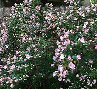 Image result for Escallonia Apple Blossom