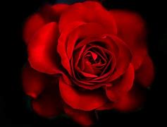 Image result for Red and Black Rose Pics