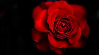 Image result for Black and Red Roses Wallpaper iPhone