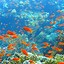 Image result for Underwater iPhone Wallpaper