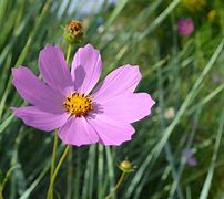 Image result for Cosmos Plant