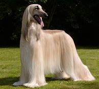 Image result for Afghan Hound Long Hair