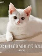 Image result for Cute Cat Sayings Funny