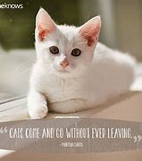 Image result for Funny Cat Quotes and Sayings