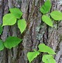 Image result for Poison Ivy Vine Plant