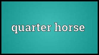 Image result for Thoroughbred Quarter Horse