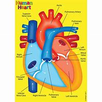 Image result for Human Heart Kids
