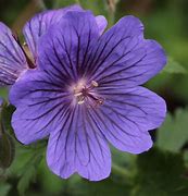 Image result for Geranium Alan Mayes