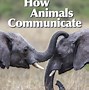 Image result for Animal Communication Worksheet