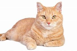 Image result for Orange Cat On White Background