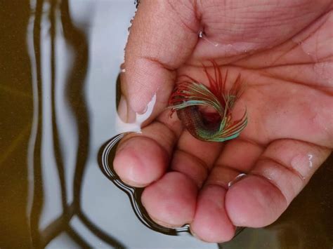 Image result for How to Euthanize a Fish