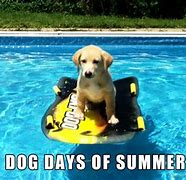 Image result for Funny Animal Summer