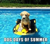 Image result for Dog Days of Summer Jokes