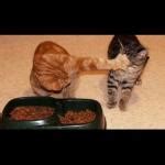 Image result for Cat with Food Meme