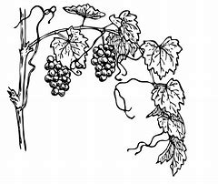 Image result for Christian Vine and Branches Clip Art