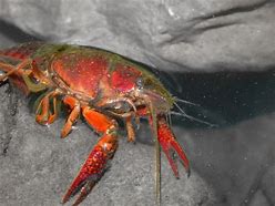 Image result for Genital Crabs