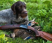 Image result for Leader of Hunting Dogs