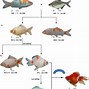 Image result for 4K Fish Wallpaper iPhone X