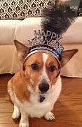 Image result for Happy New Year Corgi