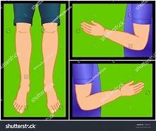 Image result for Limbs List