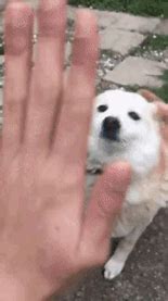 Image result for High five gif