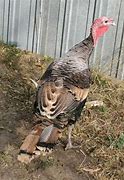 Image result for Rare Heritage Turkey