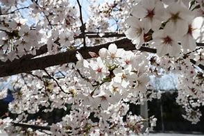 Image result for Black Cherry Tree Size