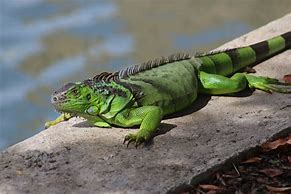 Image result for Big Florida Lizards