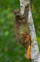 Image result for Lemurs In Borneo