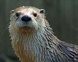 Image result for Florida River Otter