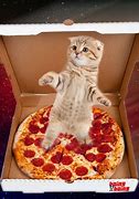 Image result for Free Pizza Cat Meme