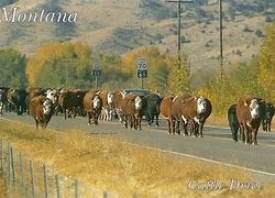 Image result for Wild Cattle in Montana