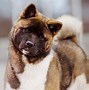 Image result for Akita Bear Dog