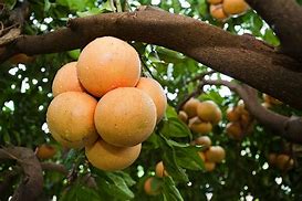 Image result for Grapefruit Tree