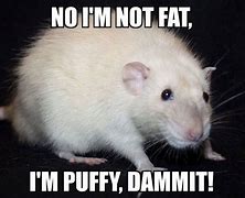 Image result for Holding a Rat Meme