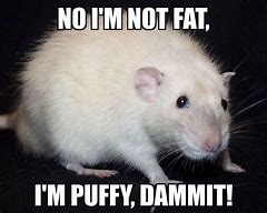 Image result for Scary Rat Meme