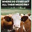 Image result for Cute Cow Memes