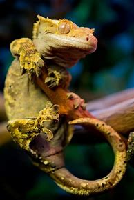 Image result for Wild Crested Gecko