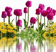 Image result for Pixabay Free Images Flower