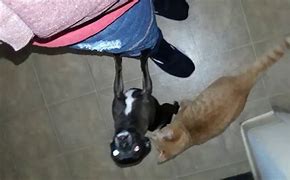 Image result for Comeing On a Cat