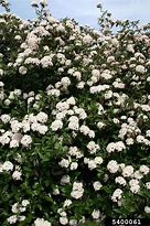 Image result for Viburnum burkwoodii