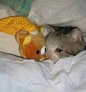 Image result for Crying Cat Laying Down Meme