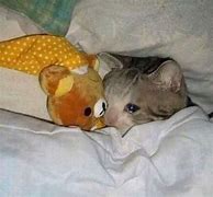 Image result for Crying Cat Meme in Bed