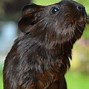 Image result for Black and White Guinea Pig Images for Free