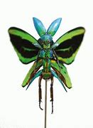 Image result for Insect Shadow Puppets