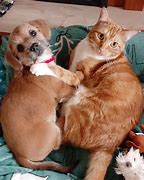 Image result for Funny Cats and Dogs
