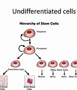 Image result for Cellular Biology Difficulty